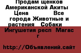 Продам щенков Американской Акиты › Цена ­ 25 000 - Все города Животные и растения » Собаки   . Ингушетия респ.,Магас г.